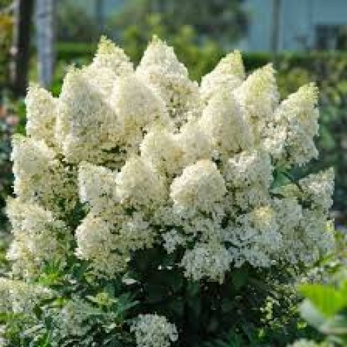 Hortenzija šluotelinė ( lot. Hydrangea paniculata) Magical Matterhorn