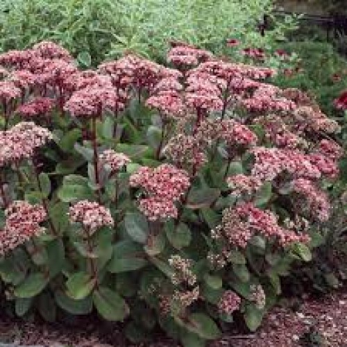 Šilokas (lot. Sedum telephium) Matrona