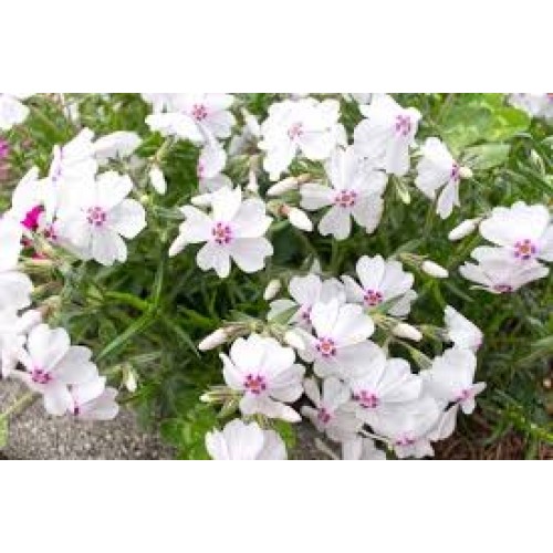 Flioksas ylalapis (Phlox subulata) Amazing Grace