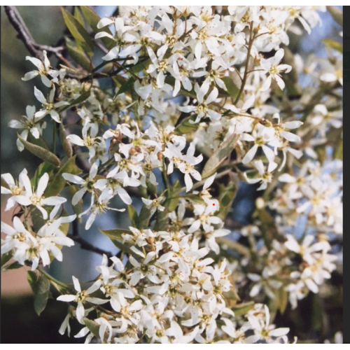 Medlieva  kanadinė- lamarko ( lot. Amelanchier canadensis) 