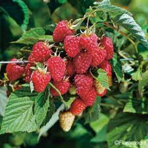 Avietė vasarinė (lot. Rubus idaeus) Meeker