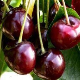 Trešnė ( lot.Prunus avium ) Carmen Trešnė ( lot.Prunus avium ) Carmen