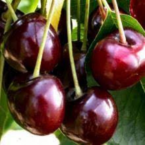 Trešnė ( lot.Prunus avium ) Carmen