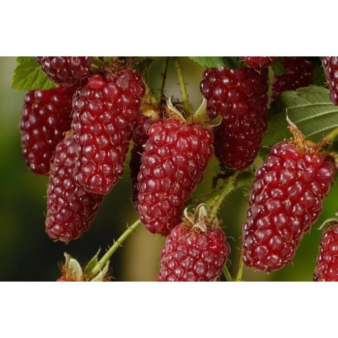 Gervuogės avietės hibridas ( lot. Rubus  fruticosus ideus)   Tayberry Medana
