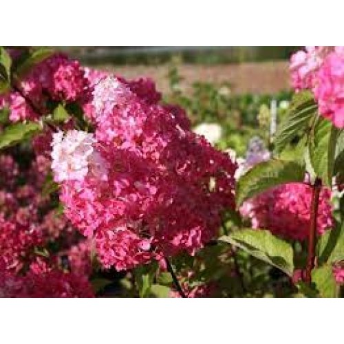 Hortenzija šluotelinė ( lot. Hydrangea paniculata) Fraise Melba