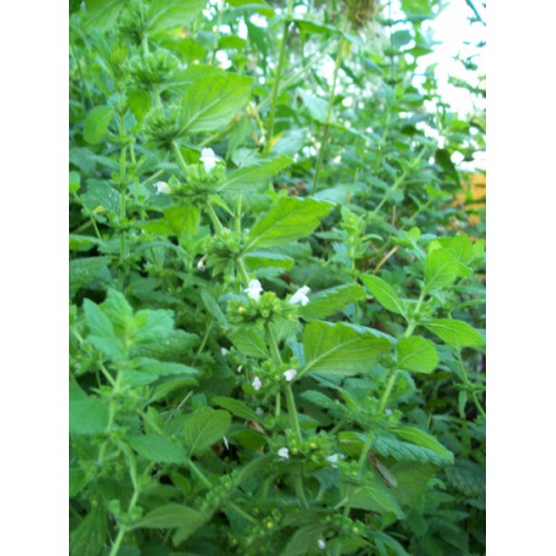 Melisa vaistinė (lot. Melissa officinalis) 