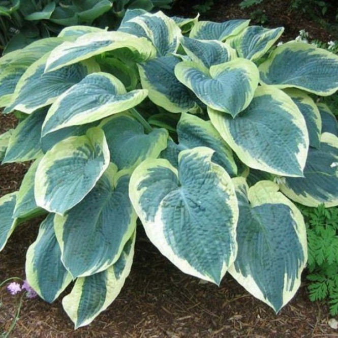 Melsvė ( lot. Hosta) American Halo