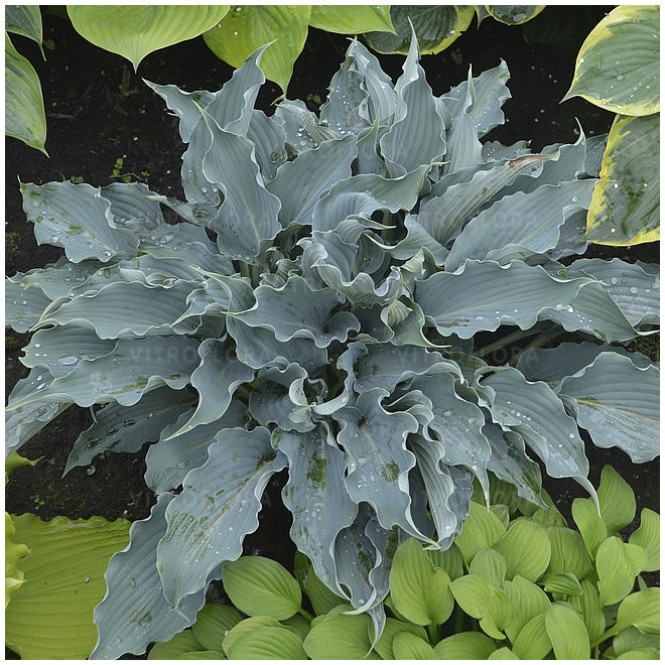 Melsvė ( lot. Hosta) Waterslide