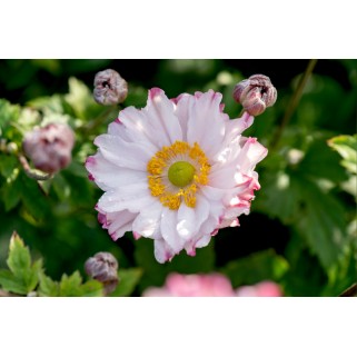 Plukė  (lot. Anemone hybrida) Garden Breeze Pink Touch