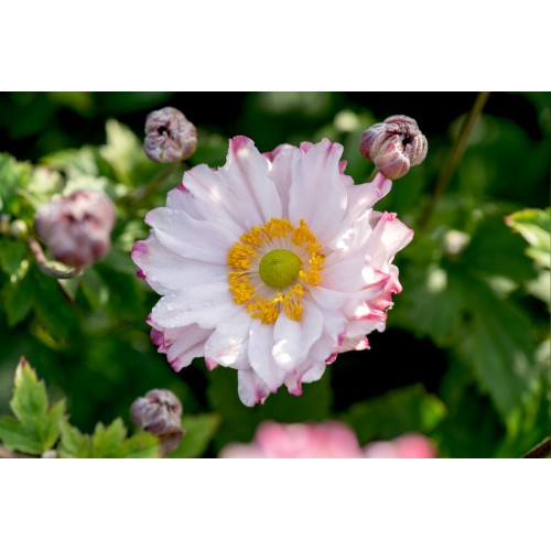 Plukė  (lot. Anemone hybrida) Garden Breeze Pink Touch