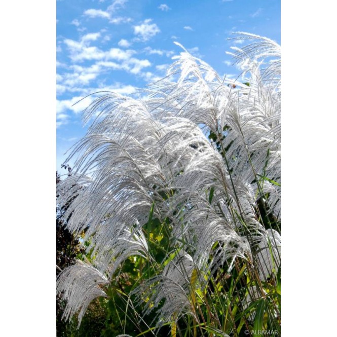 Miskantas kininis ( lot. Miscanthus chinensis ) Memory