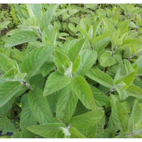 Pipirmėtė ( lot. Mentha piperita) Lemon Fresh 