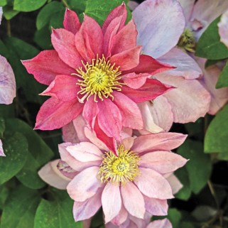 Raganė ( lot.Clematis)  Little Mermaid