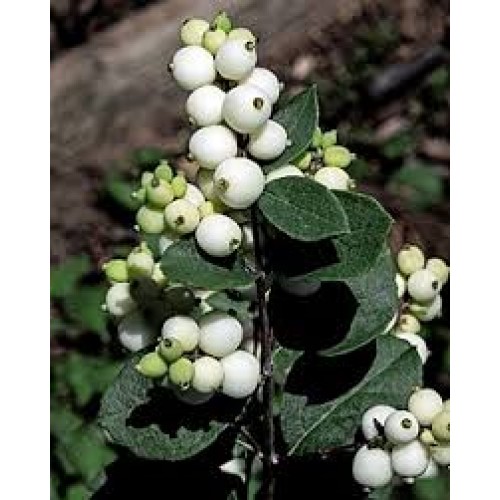 Meškytė baltauogė (lot. Symphoricarpos albus)