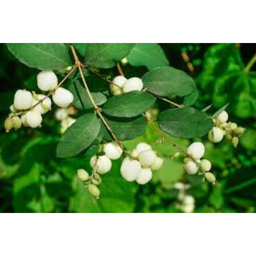 Meškytė baltauogė (lot. Symphoricarpos albus)