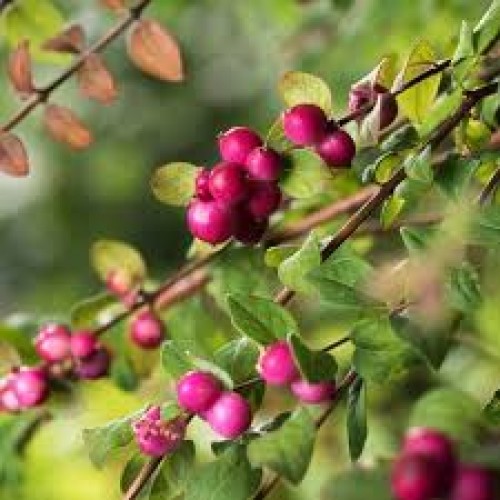 Meškytė sodinė (lot. Symphoricarpos × chenaultii ) Hancock