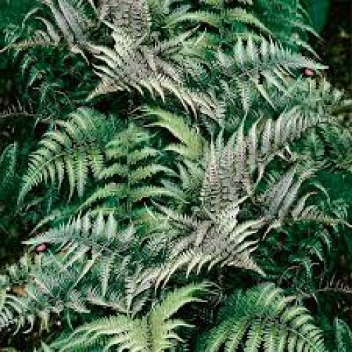 Blužniapapartis japoninis (lot.Athyrium niponicum) Metallicum