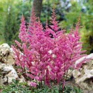 Astilbė arendso (lot.Astilbe arendsii)  Amethyst