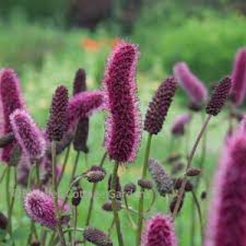 Kraujalakė menzio (lot. Sanguisorba menzessi) 