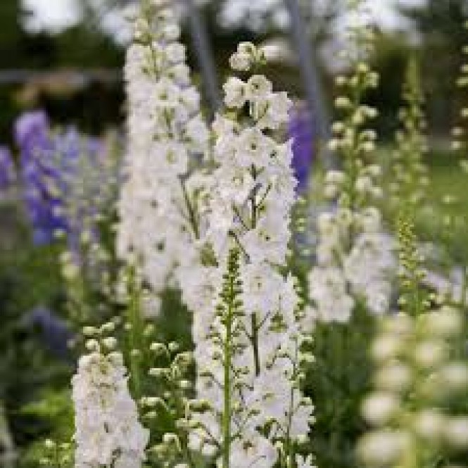 Pentinius didysis (lot. Delphinium elatum ) Magic Fountain White