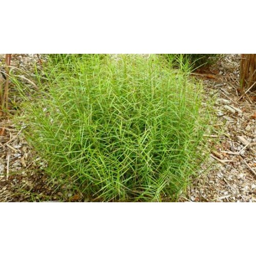 Viksva palminė ( lot. Carex muskingumensis) Little Midge