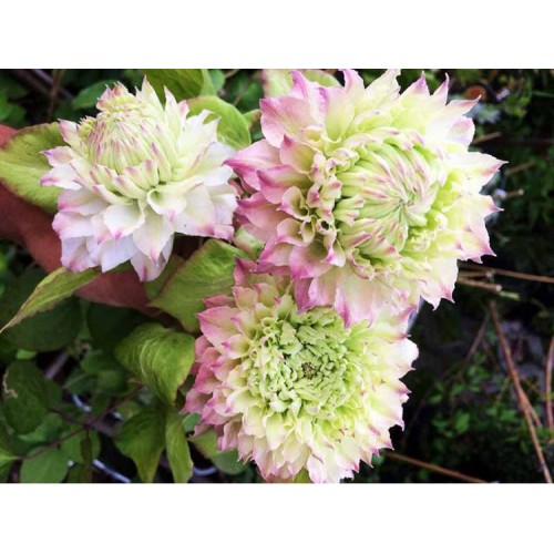 Raganė ( lot.Clematis) Midori