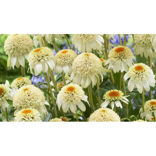 Ežiuolė  (lot.Echinacea purpurea)  Milkshake