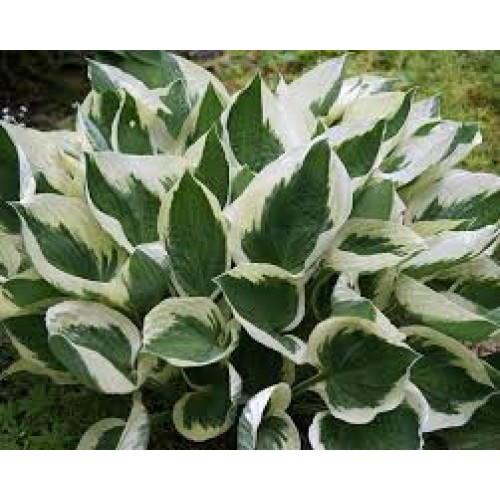 Melsvė ( lot. Hosta) Minuteman