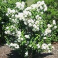 Jazminas ( lot. Philadelphus) Bouquet Blanc