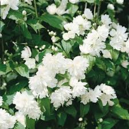 Jazminas ( lot. Philadelphus)  Minnesota Snowflake