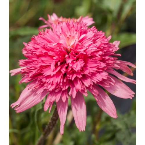 Ežiuolė  (lot.Echinacea purpurea)  Mini Belle