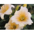 Viendienė  (lot.Hemerocallis ) Mini Pearl