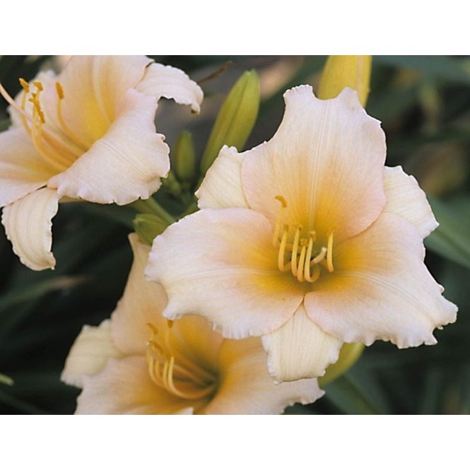 Viendienė  (lot.Hemerocallis ) Mini Pearl