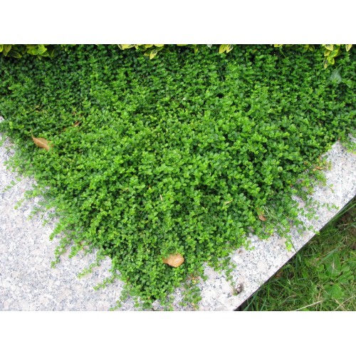 Ožekšnis fortūno ( lot. Euonymus fortunei) Minimus