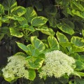 Hortenzija laipiojančioji  ( lot. Hydrangea anomala subsp.petiolaris)  Miranda