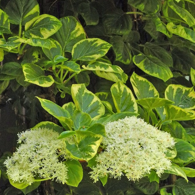 Hortenzija laipiojančioji  ( lot. Hydrangea anomala subsp.petiolaris)  Miranda