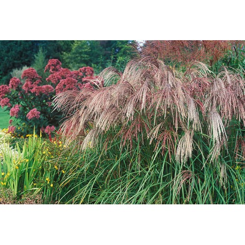 Miskantas kininis ( lot. Miscanthus chinensis) Flamingo
