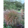 Miskantas kininis ( lot. Miscanthus sinensis) Purple Fall