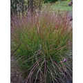 Miskantas kininis ( lot. Miscanthus sinensis) Purple Fall