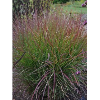 Miskantas kininis ( lot. Miscanthus sinensis) Purple Fall