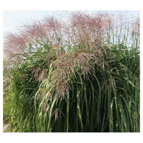 Miskantas kininis ( lot. Miscanthus chinensis ) Rosi