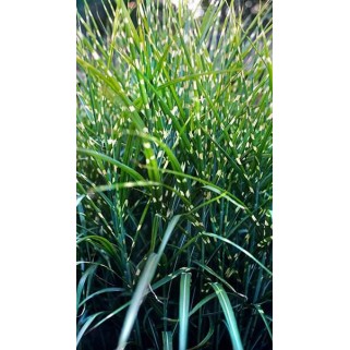 Miskantas kininis ( lot. Miscanthus chinensis ) Punktchen