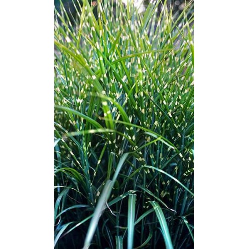 Miskantas kininis ( lot. Miscanthus chinensis ) Punktchen