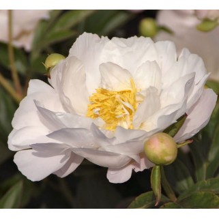 Bijūnas  ( lot. peonia lactiflora) Miss America