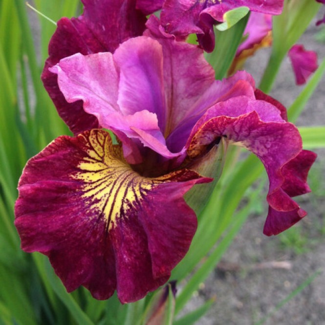 Vilkdalgis sibirinis  (lot. Iris sibirica ) Miss Apple