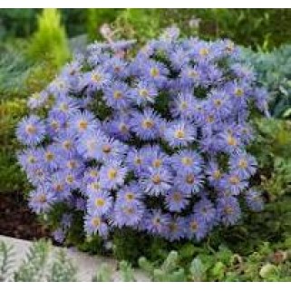 Astras krūminis ( lot. Aster dumosus) Mittelmeer