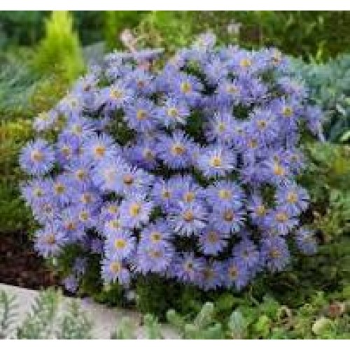 Astras krūminis ( lot. Aster dumosus) Mittelmeer