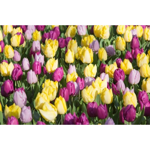 Tulpių derinys ,,Žavesys, 15 vnt