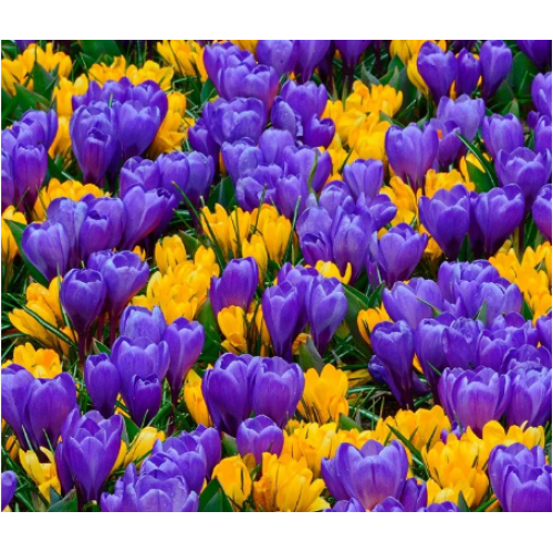 Krokų  rinkinys (lot. Crocus)  ,,Švytinti pieva" , 20 vnt