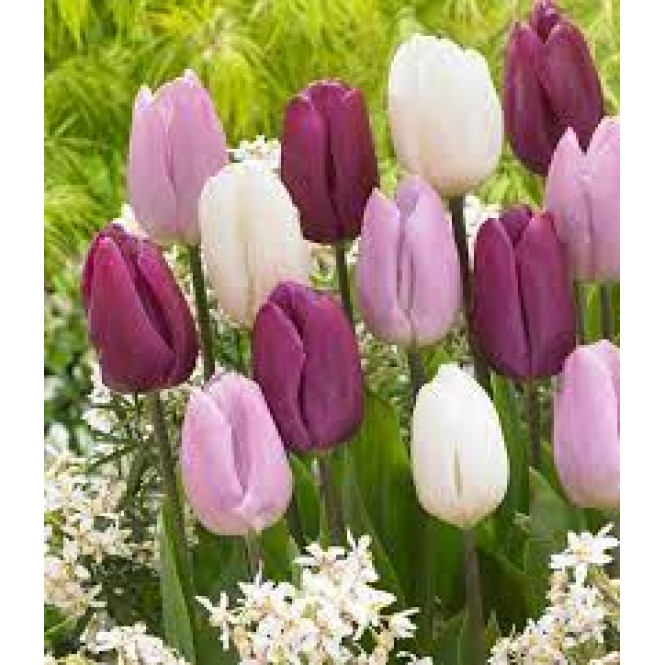 Tulpių derinys ,,Romantiškas pavasaris", 100 vnt